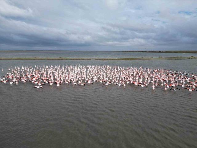 Enez Gala G&ouml;l&uuml; flamingolara ev sahipliği yapıyor 1