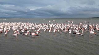 Enez Gala Gölü flamingolara ev sahipliği yapıyor