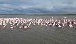 Enez Gala G&ouml;l&uuml; flamingolara ev sahipliği yapıyor