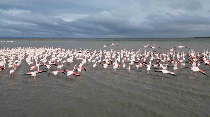 Enez Gala G&ouml;l&uuml; flamingolara ev sahipliği yapıyor