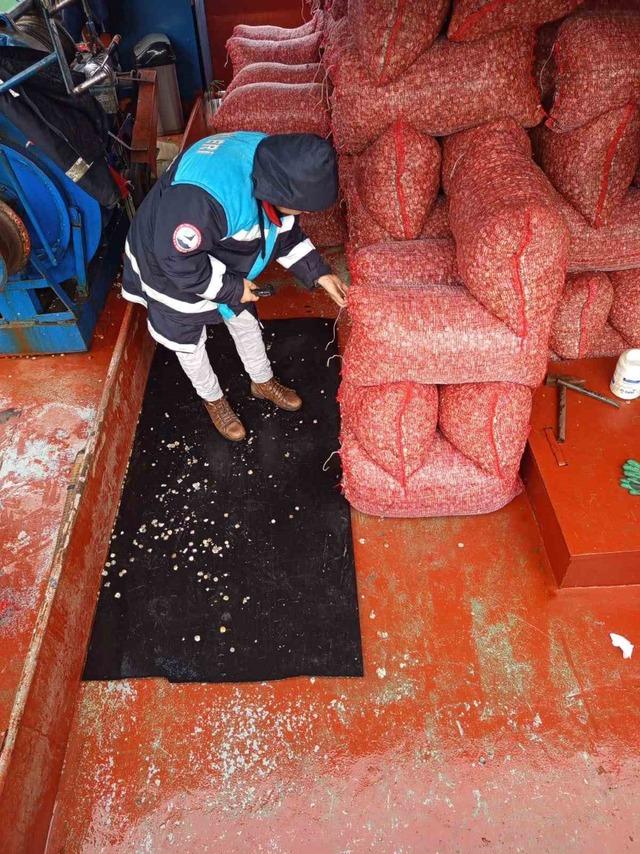 Karadeniz&rsquo;den &ccedil;ıkartılan beyaz kum midyesine sıkı denetim 1