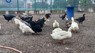 Buldan Gençlik Merkezinde mini hayvanat bahçesi kuruldu