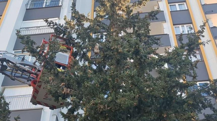 K&ouml;pekten ka&ccedil;an kedi 3 g&uuml;n ağa&ccedil;ta mahsur kaldı