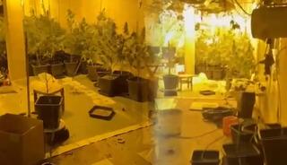 Uyuşturucu serası kurmuşlar! G&ouml;r&uuml;nt&uuml;ler dikkat &ccedil;ekti