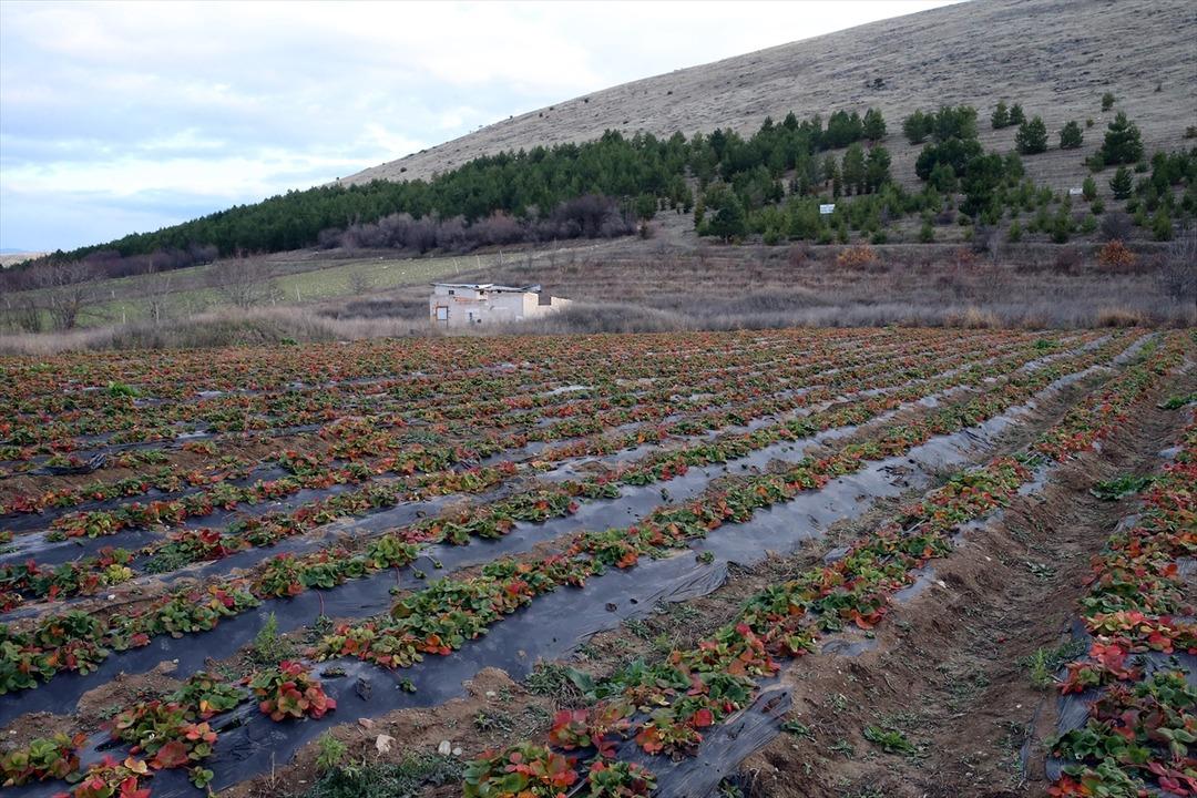 Hobisiydi  Aşırı derecede talep var  Memurken emekli olunca kiralayıp başladı 1