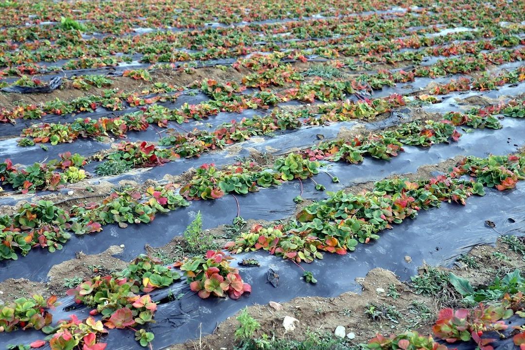 Hobisiydi  Aşırı derecede talep var  Memurken emekli olunca kiralayıp başladı 2