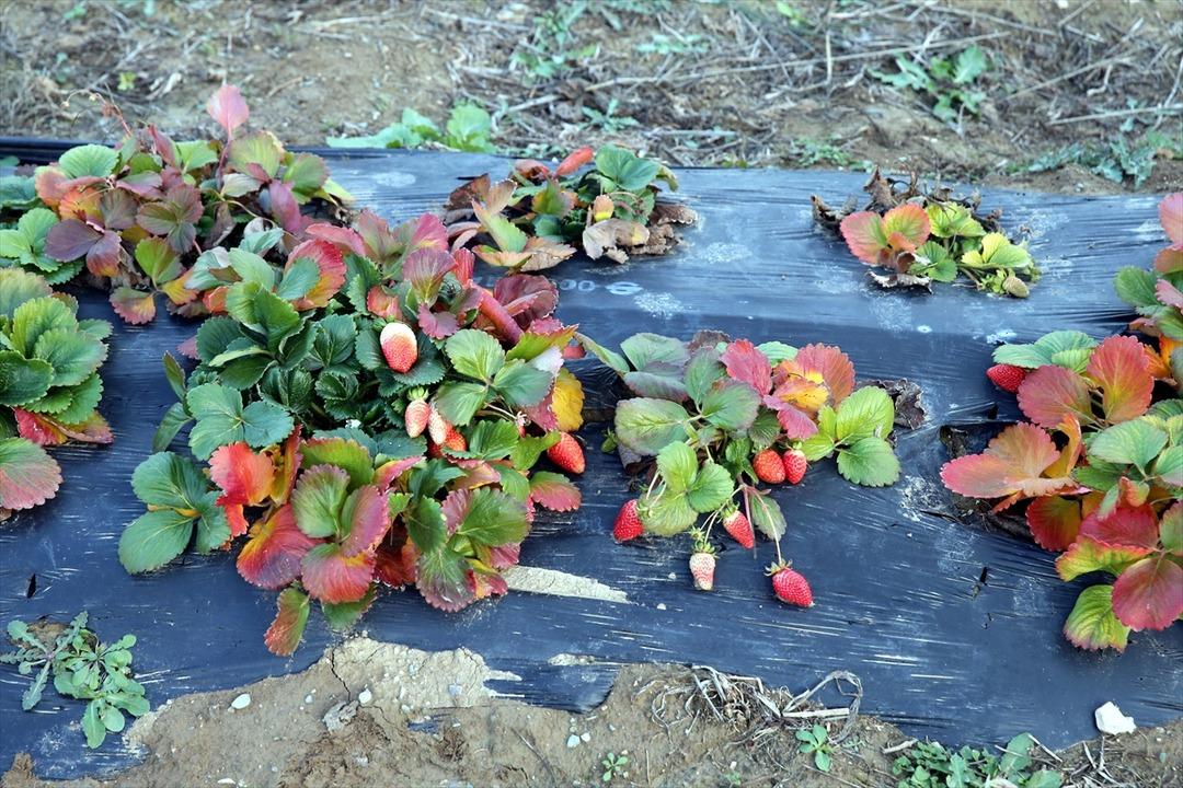 Hobisiydi  Aşırı derecede talep var  Memurken emekli olunca kiralayıp başladı 3