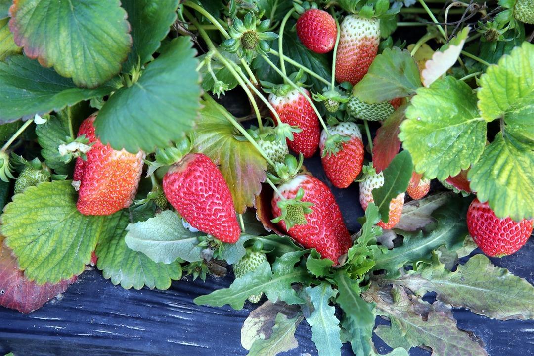 Hobisiydi  Aşırı derecede talep var  Memurken emekli olunca kiralayıp başladı 4