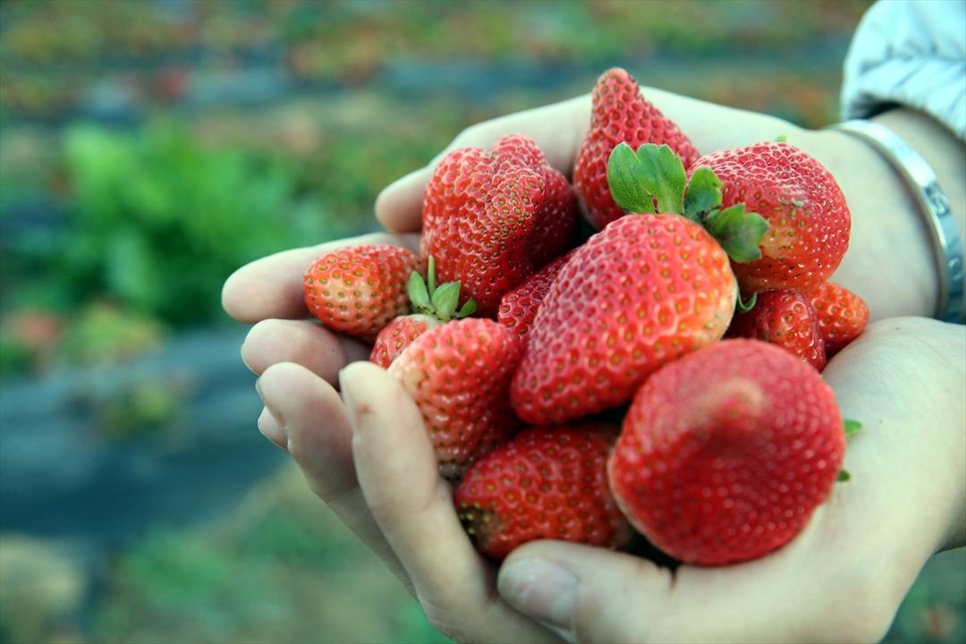 Hobisiydi  Aşırı derecede talep var  Memurken emekli olunca kiralayıp başladı 6