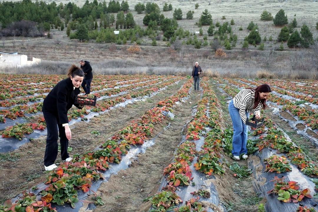 Hobisiydi  Aşırı derecede talep var  Memurken emekli olunca kiralayıp başladı 5
