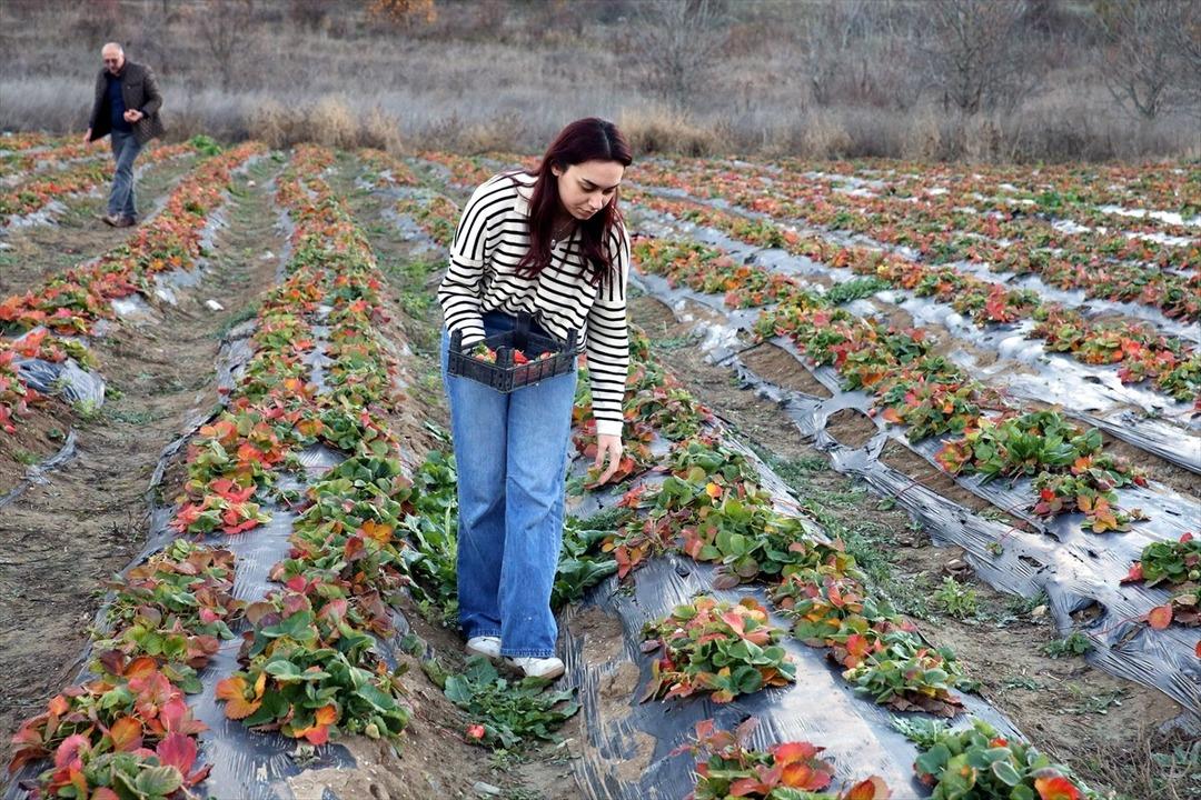 Hobisiydi  Aşırı derecede talep var  Memurken emekli olunca kiralayıp başladı 7
