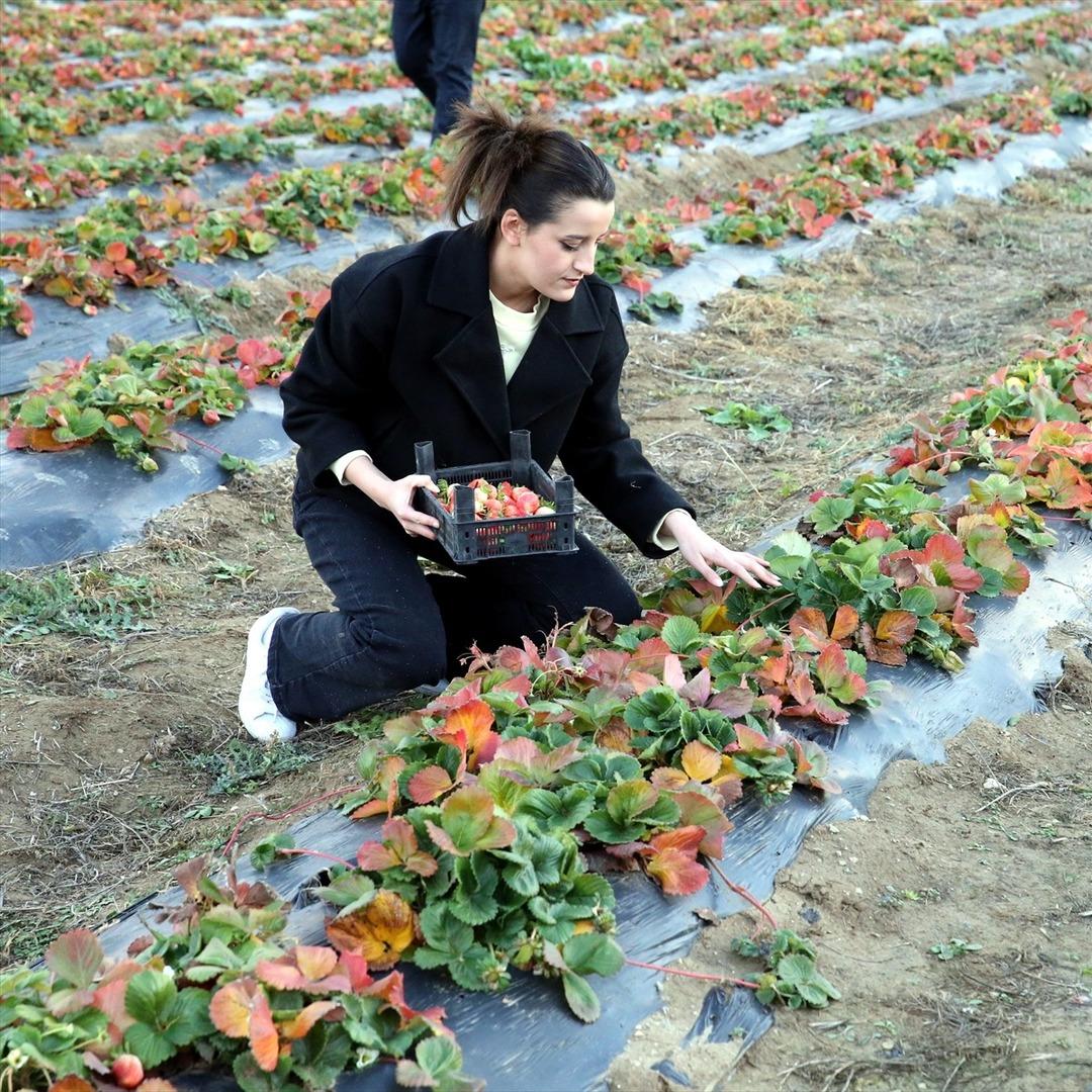 Hobisiydi  Aşırı derecede talep var  Memurken emekli olunca kiralayıp başladı 10
