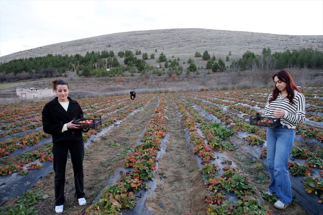 Hobisiydi  Aşırı derecede talep var  Memurken emekli olunca kiralayıp başladı 11
