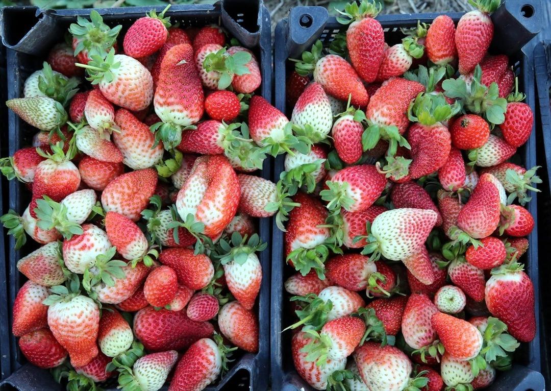 Hobisiydi  Aşırı derecede talep var  Memurken emekli olunca kiralayıp başladı 12