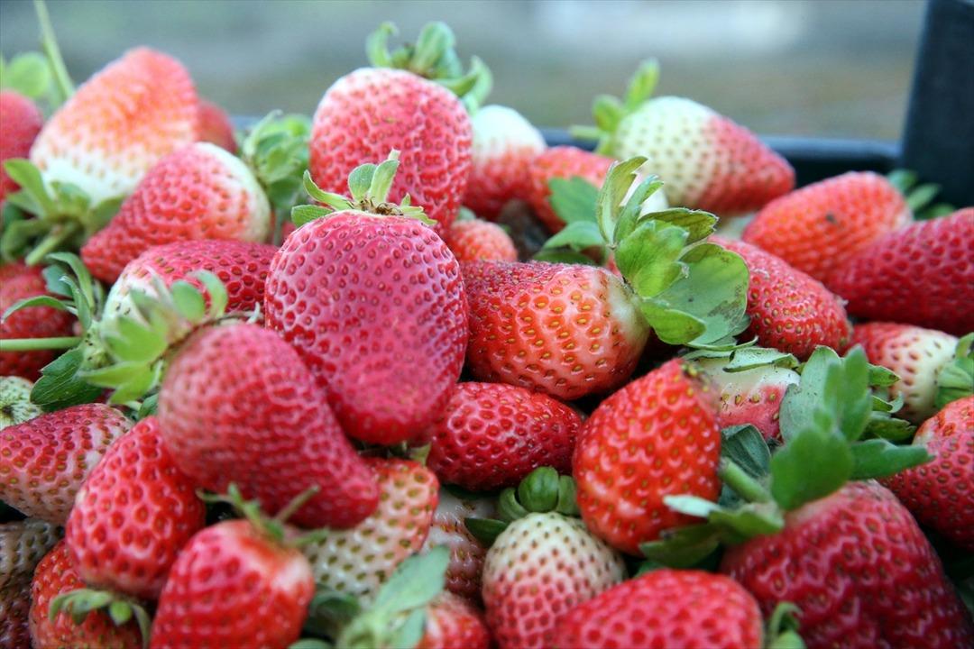 Hobisiydi  Aşırı derecede talep var  Memurken emekli olunca kiralayıp başladı 13