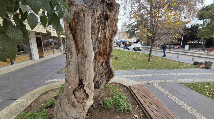 Şehirdeki 20 anıt ağa&ccedil;tan biri olan &ccedil;ınar, g&ouml;vdesi olmadan dış kabuğu &uuml;zerinde duruyor