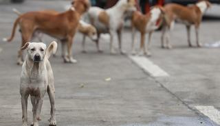 Bağdat&rsquo;ta 19 binden fazla başıboş k&ouml;pek itlaf edildi
