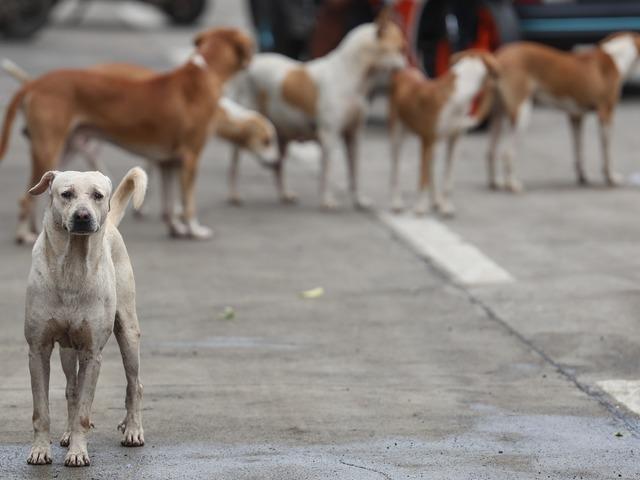 Bağdat&rsquo;ta 19 binden fazla başıboş k&ouml;pek itlaf edildi