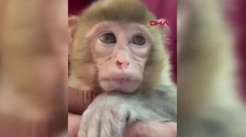 Elazığ&rsquo;da ekipleri alarma ge&ccedil;iren g&ouml;r&uuml;nt&uuml;! Yavru makak maymunu bulundu