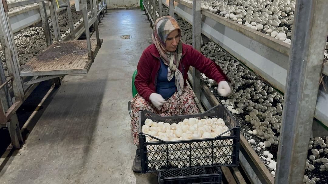 Memurluktan ayrılıp k&ouml;yde kurdu  Bu t&uuml;r tesisler yaygınlaşıyor  3