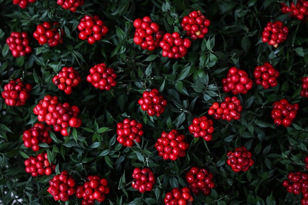 Parası olmayana para verdiğine inanıyorlar! 300 TL ye satılıyor 6