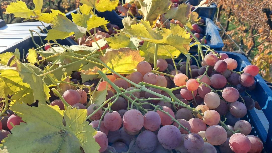 Pazarlara g&ouml;nderilmeye başlandı! Yoğun ilgi var 3