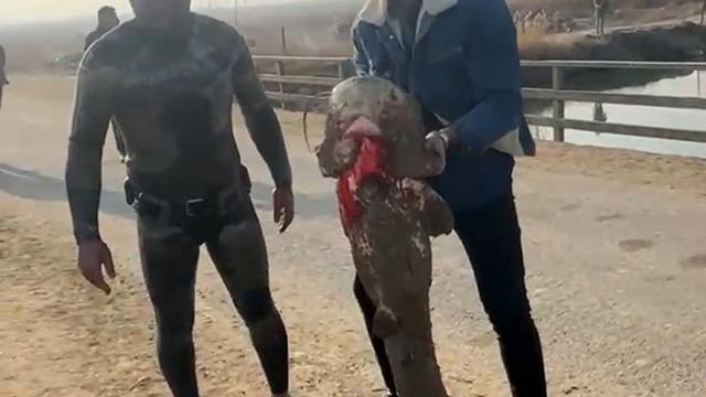 Olta yok, ağ yok: Karasu Çayı'nda çıplak elle yayın balığı avı