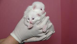 Van Kedi Villası'nda bu yıl 120 yavru d&uuml;nyaya geldi