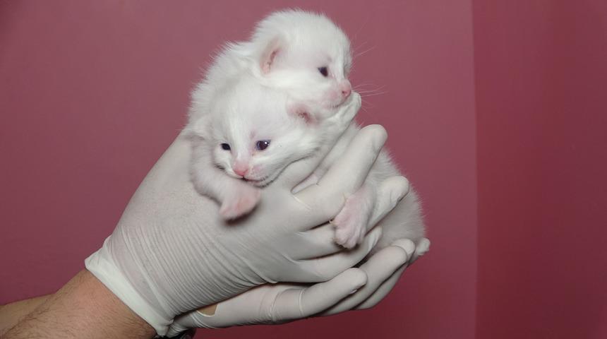 Van Kedi Villası'nda bu yıl 120 yavru d&uuml;nyaya geldi