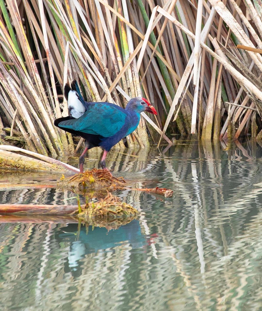 Nesli tehlikedeydi:  Saz horozu  G&ouml;ksu Deltası nda g&ouml;r&uuml;nt&uuml;lendi 2