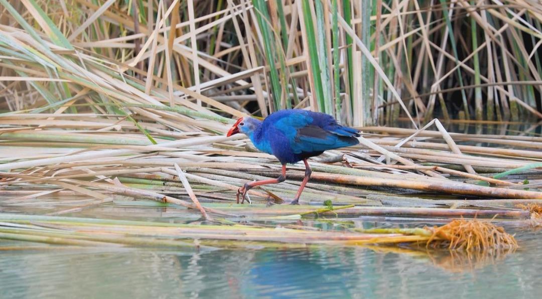 Nesli tehlikedeydi:  Saz horozu  G&ouml;ksu Deltası nda g&ouml;r&uuml;nt&uuml;lendi 1