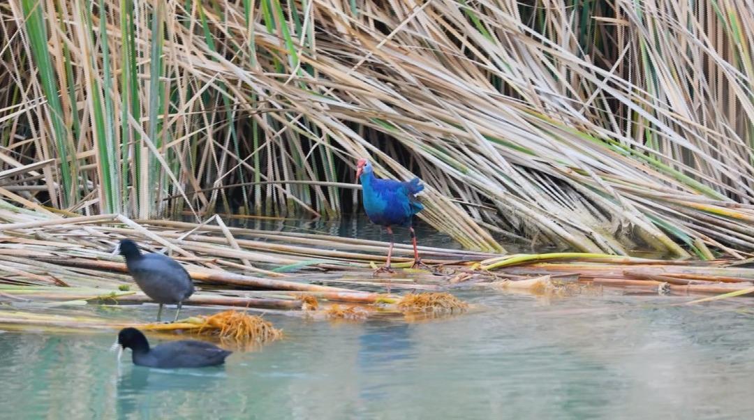 Nesli tehlikedeydi:  Saz horozu  G&ouml;ksu Deltası nda g&ouml;r&uuml;nt&uuml;lendi 4