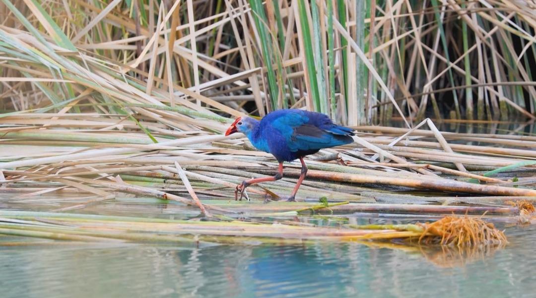 Nesli tehlikedeydi:  Saz horozu  G&ouml;ksu Deltası nda g&ouml;r&uuml;nt&uuml;lendi 5