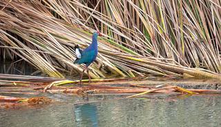 Nesli tehlikedeydi: 'Saz horozu' G&ouml;ksu Deltası'nda g&ouml;r&uuml;nt&uuml;lendi