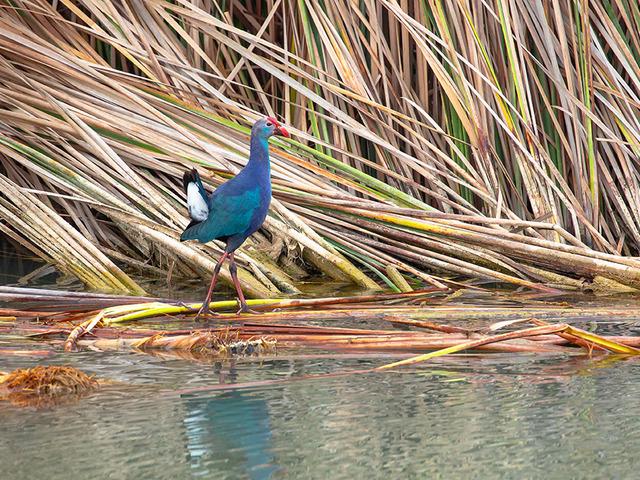 Nesli tehlikedeydi: 'Saz horozu' G&ouml;ksu Deltası'nda g&ouml;r&uuml;nt&uuml;lendi