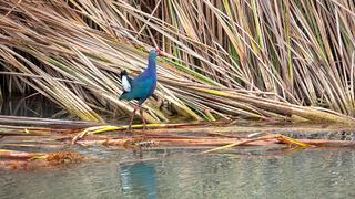 Nesli tehlikedeydi: 'Saz horozu' Göksu Deltası'nda görüntülendi
