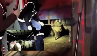 Zehir tacirleri bunu da denedi! Hayvanların i&ccedil;inde uyuşturucu yakalandı