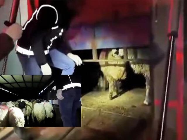 Zehir tacirleri bunu da denedi! Hayvanların i&ccedil;inde uyuşturucu yakalandı