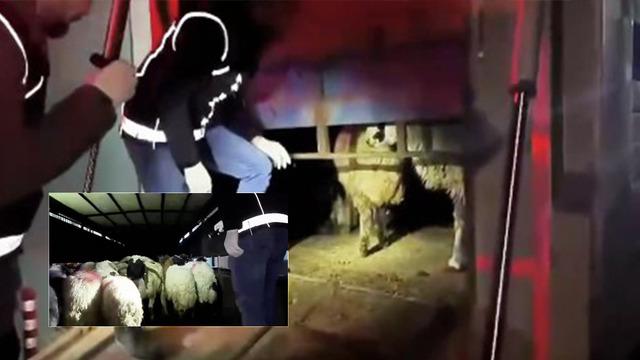 Zehir tacirleri bunu da denedi! Hayvanların içinde uyuşturucu yakalandı