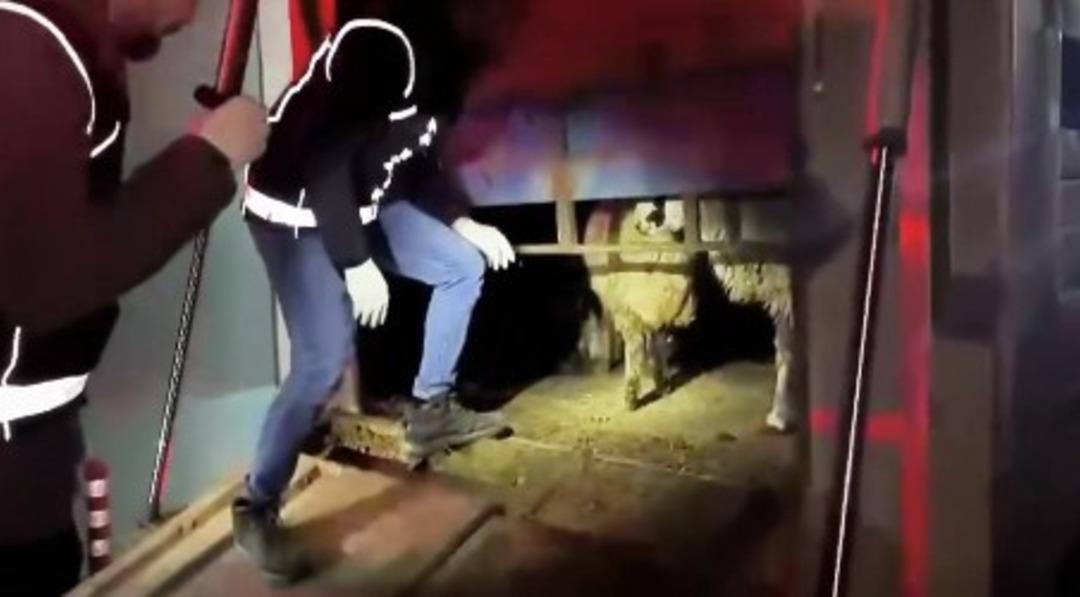 Zehir tacirleri bunu da denedi! Hayvanların i&ccedil;inde uyuşturucu yakalandı 1