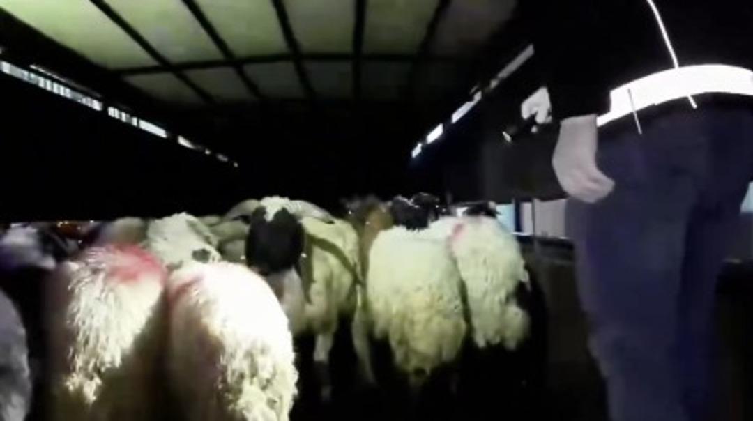 Zehir tacirleri bunu da denedi! Hayvanların i&ccedil;inde uyuşturucu yakalandı 3