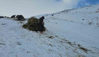 Erciş&rsquo;te asırlık kış mesaisi: Otlar kızaklarla k&ouml;ye taşınıyor