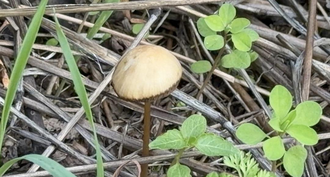 3 taneden 1 i hastanelik ediyor: Bazısı direkt &ouml;ld&uuml;r&uuml;yor! Bu mantarları sofraya koyarken dikkat 3