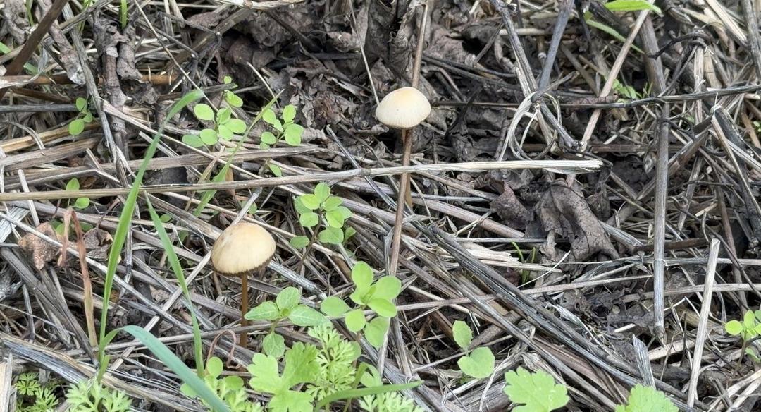 3 taneden 1 i hastanelik ediyor: Bazısı direkt &ouml;ld&uuml;r&uuml;yor! Bu mantarları sofraya koyarken dikkat 2