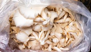 Hastanelik edeni de var direkt &ouml;ld&uuml;reni de