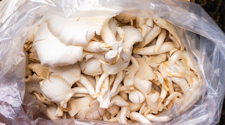 3 taneden 1'i hastanelik ediyor: Bazısı direkt &ouml;ld&uuml;r&uuml;yor! Bu mantarları sofraya koyarken dikkat