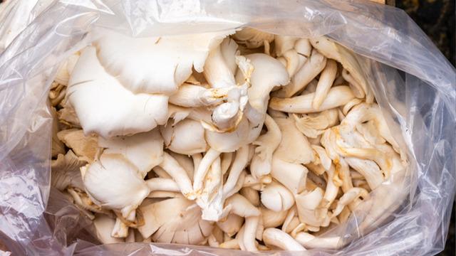 3 taneden 1'i hastanelik ediyor: Bazısı direkt öldürüyor! Bu mantarları sofraya koyarken dikkat