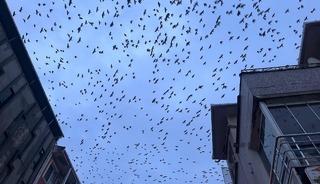 Tekirdağ semalarında kargaların g&ouml;rsel ş&ouml;leni