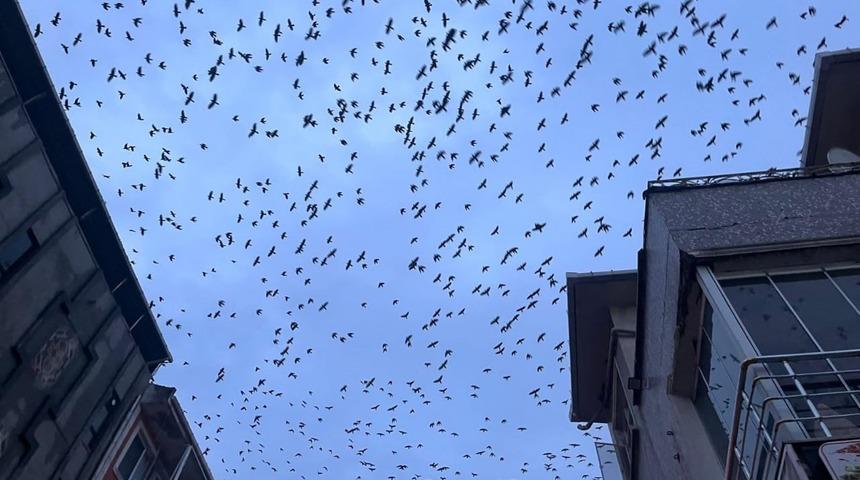 Tekirdağ semalarında kargaların g&ouml;rsel ş&ouml;leni