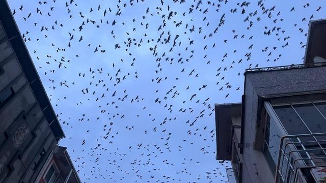 Tekirdağ semalarında kargaların görsel şöleni